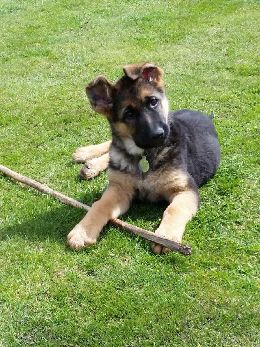 German Shepherd Puppy playing with a stick