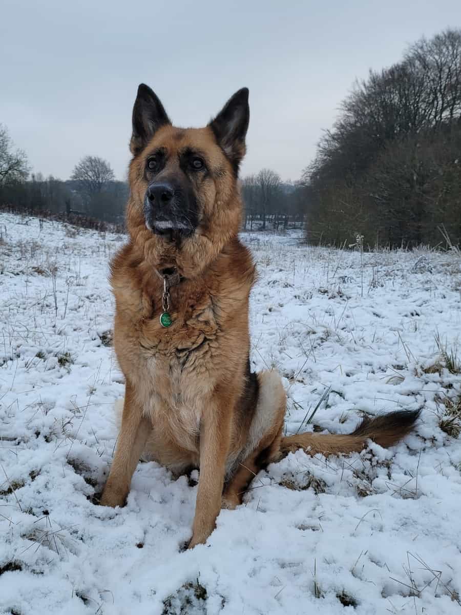 German Shepherd Stood in the Snow