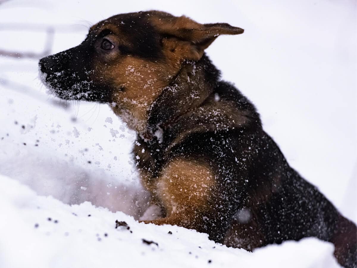 German Shepherd Puppy in Snow