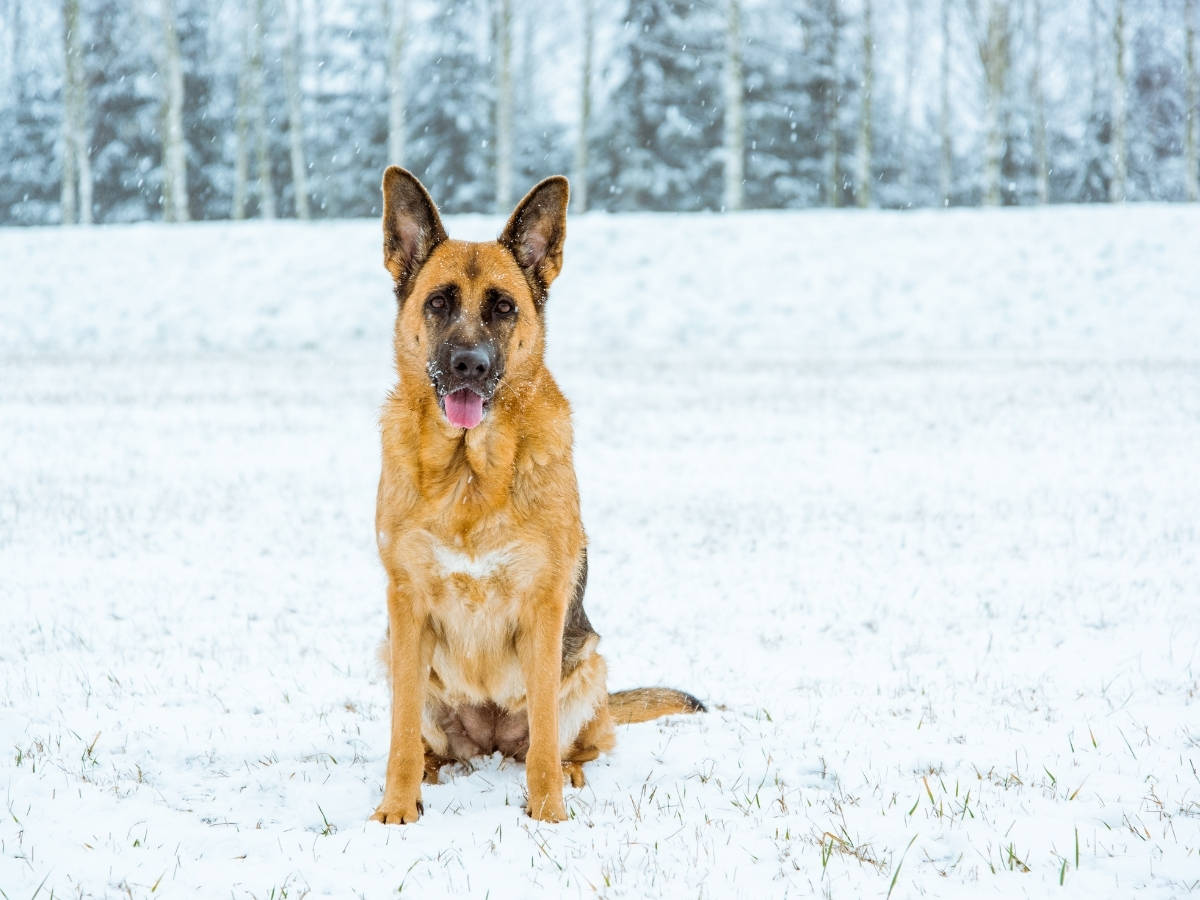 German Shepherd Sitting in Snow