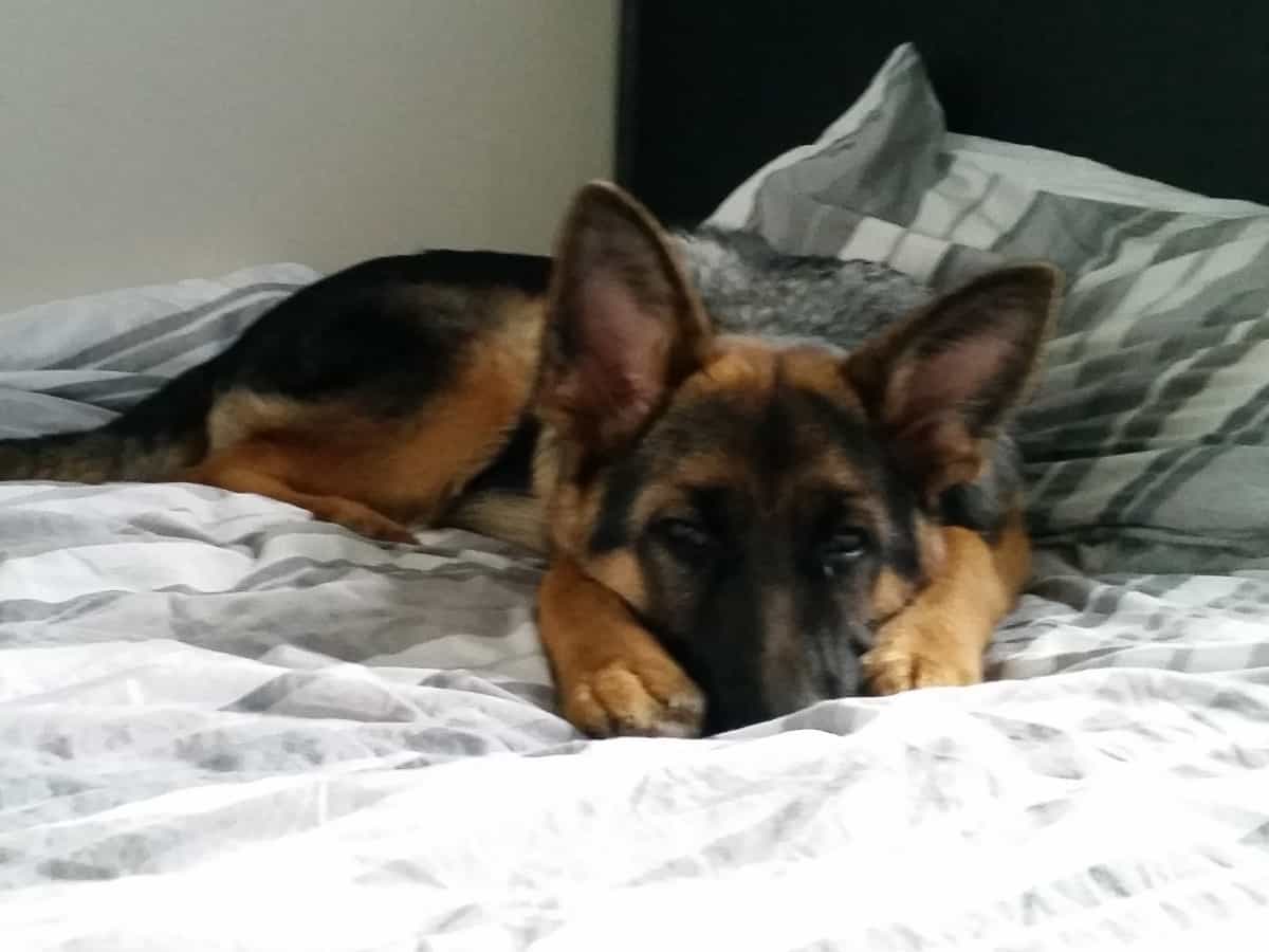 German Shepherd on Bed