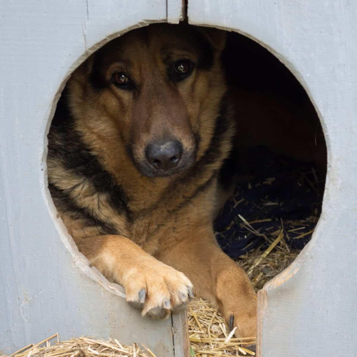German Shepherd seeing through a hole