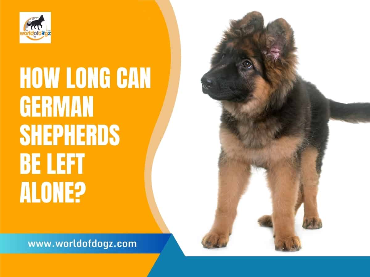 A German Shepherd Puppy