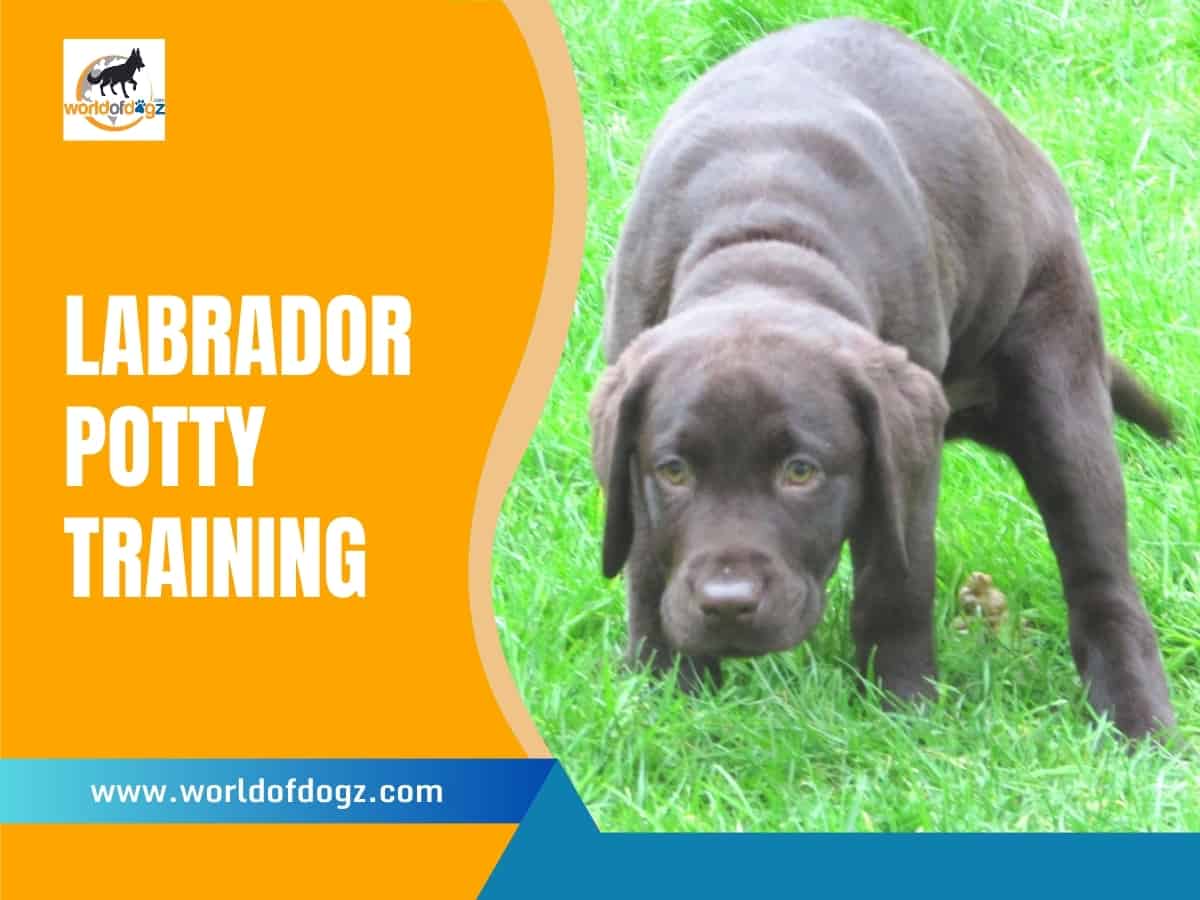 Labrador Potty Training