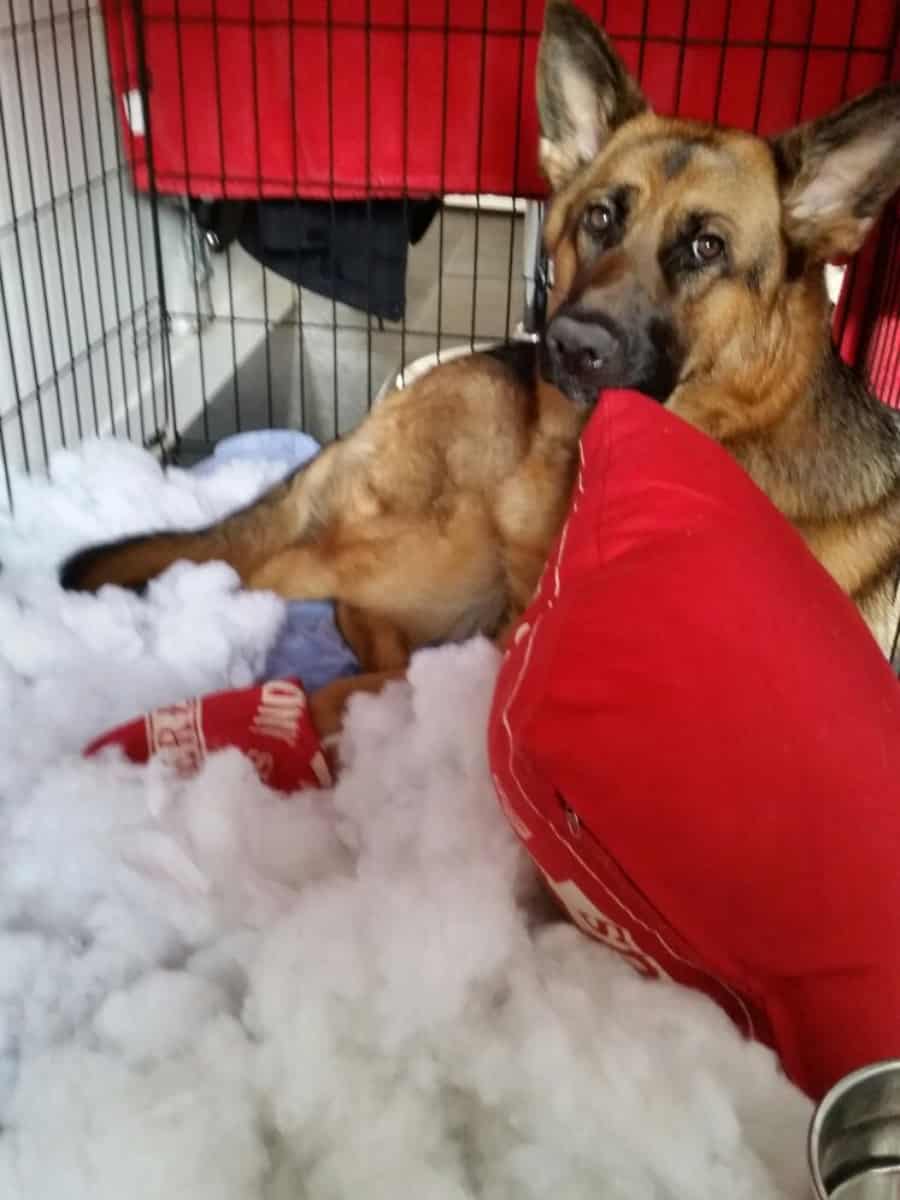 Naughty GSD Destroyed Cushion
