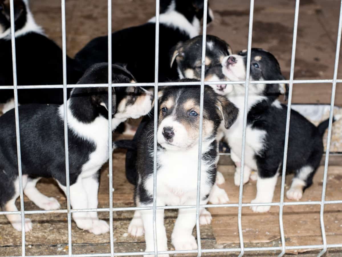 Puppies in a shelter