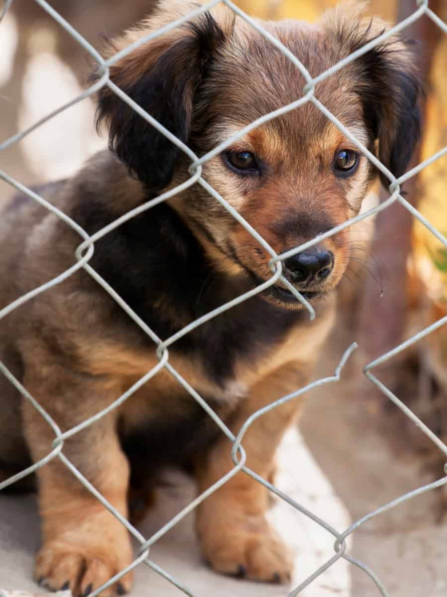 A puppy in a shelter awaiting adoption