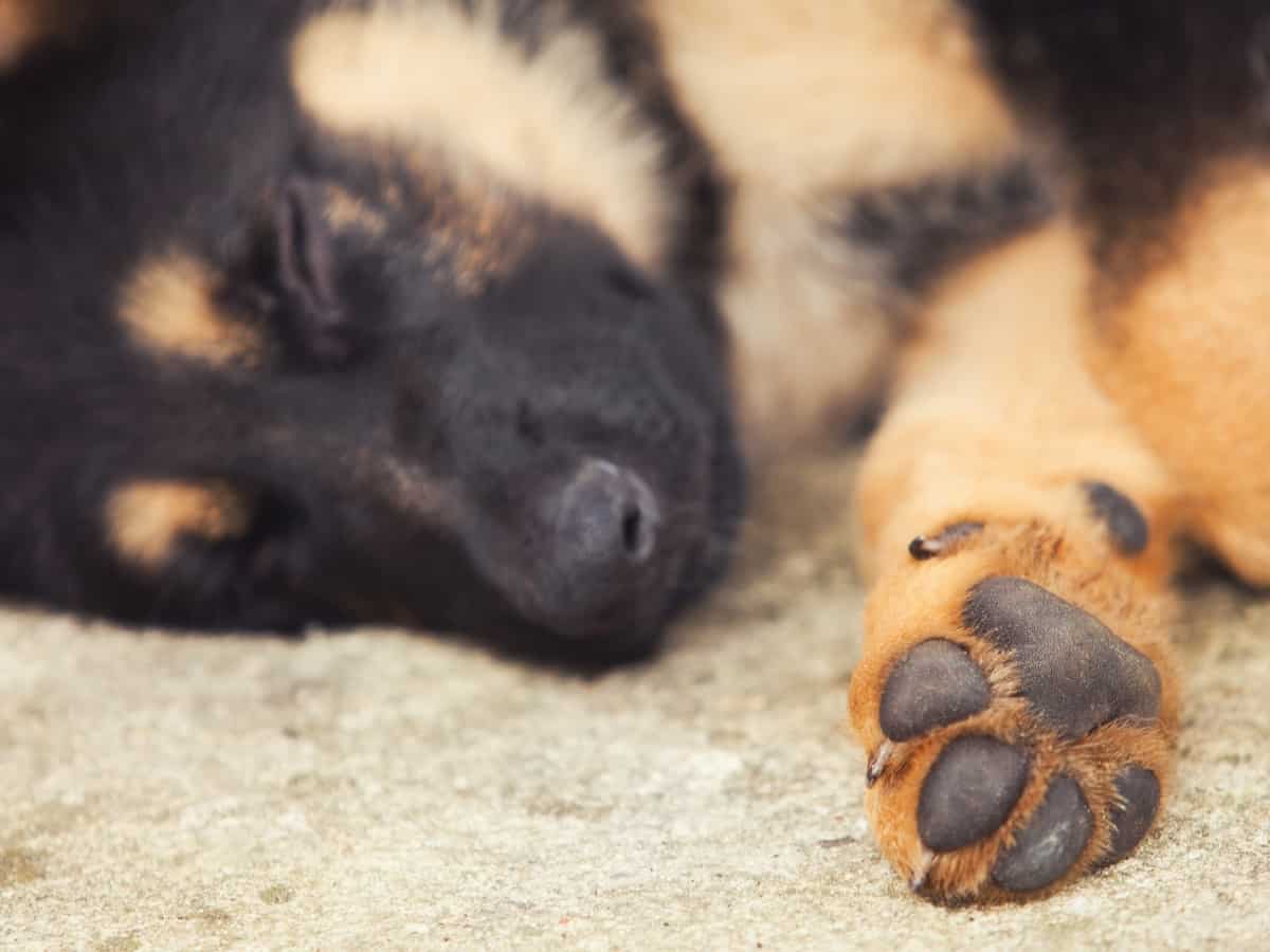 Sleeping German Shepherd Puppy