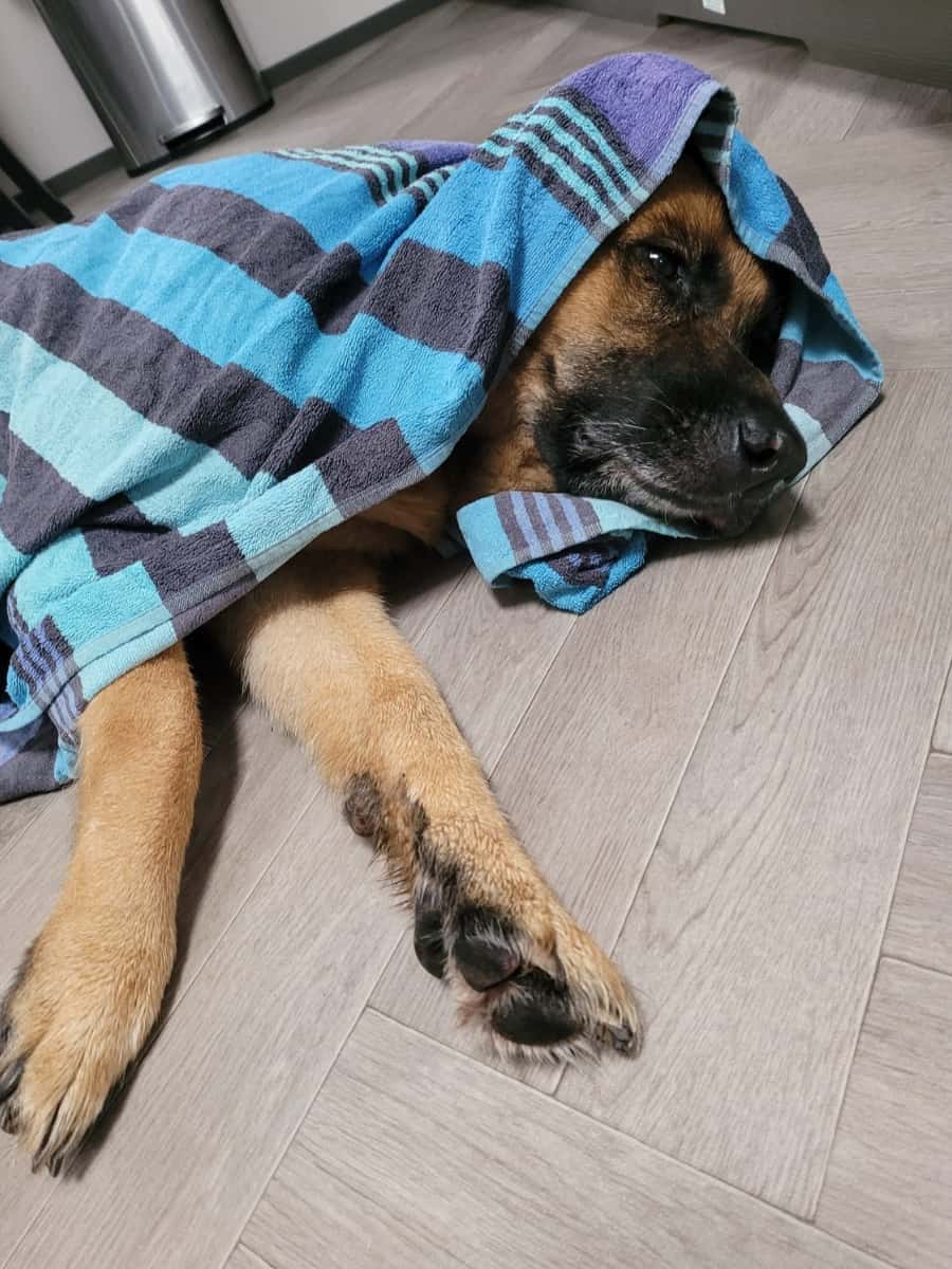 Tired German Shepherd