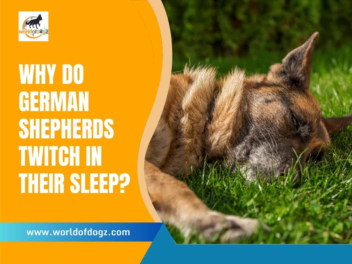 Why Do GSDs Twitch In Their Sleep