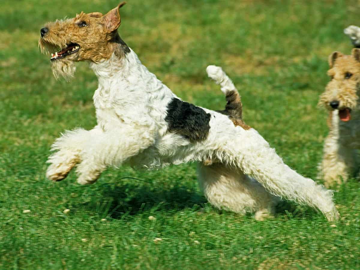 Wire Fox Terrier running in the field