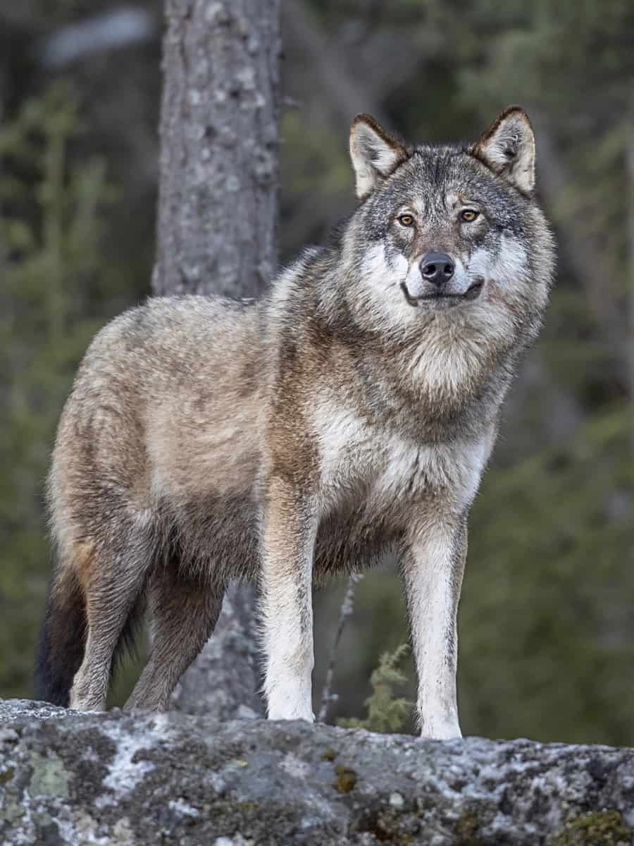 Wolf Standing on Ledge