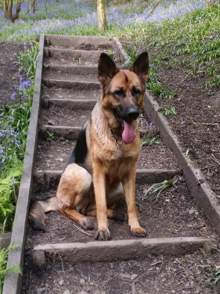 Young GSD Sitting on Steps