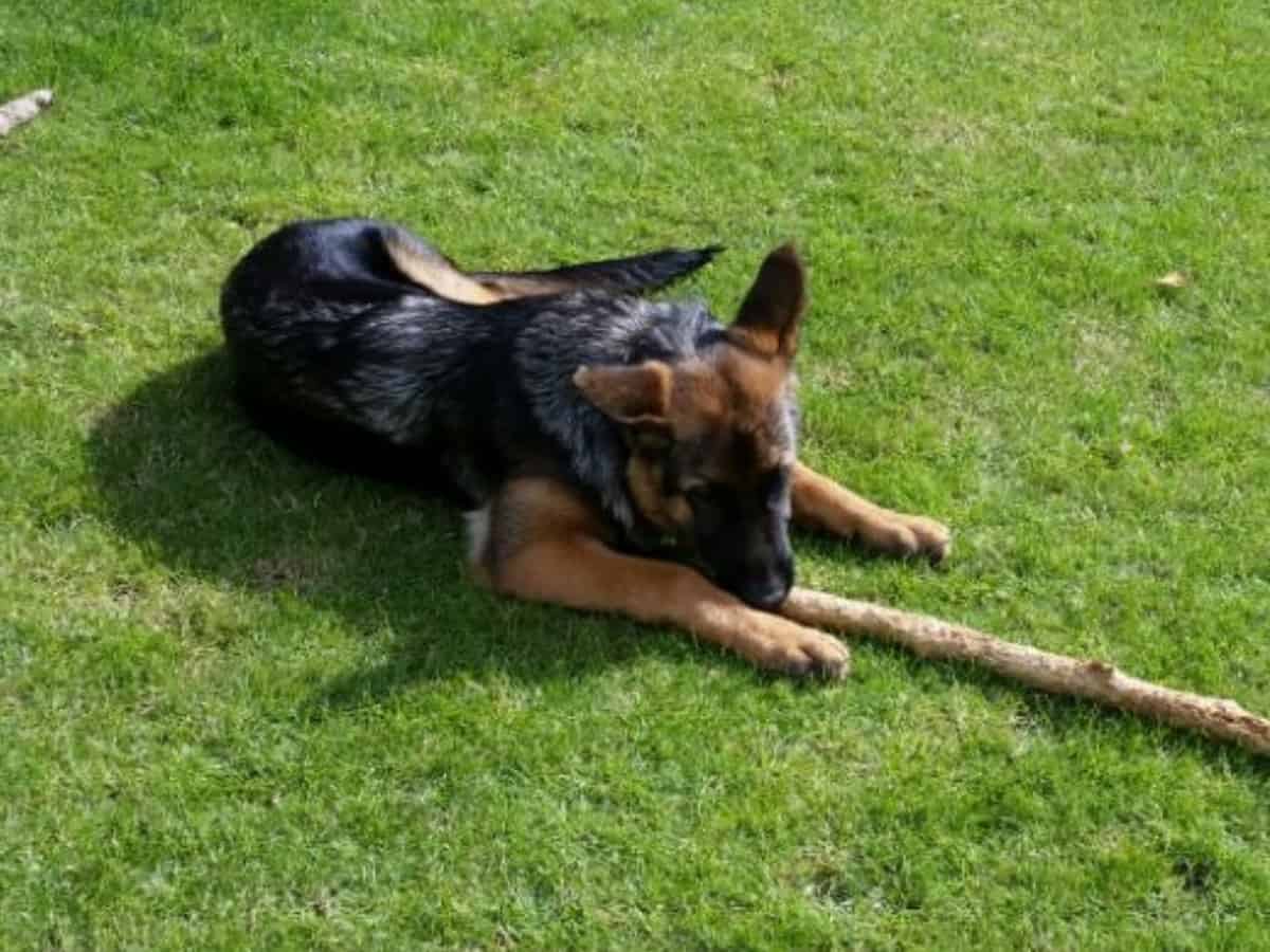 Young GSD Chewing Stick