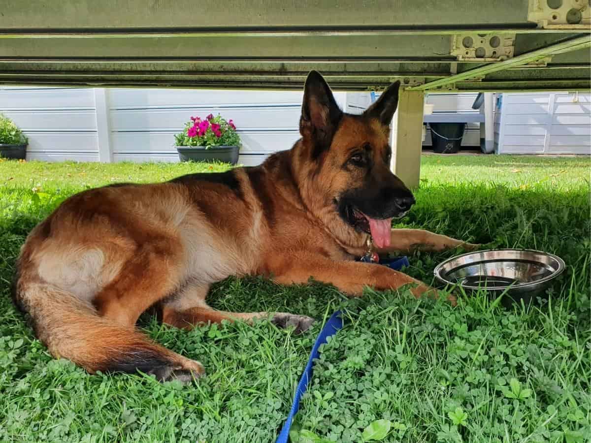 A GSD keeping cool in the shade drinking water.