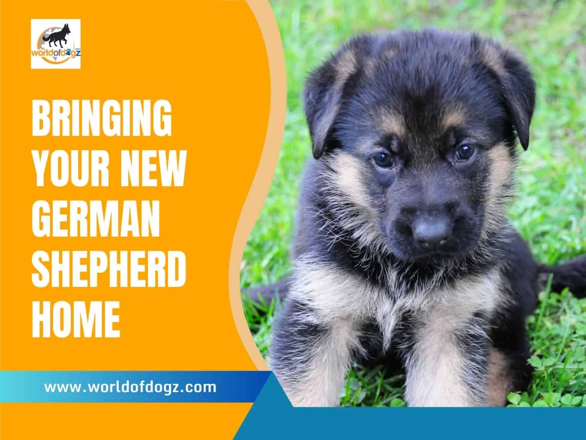 New German Shepherd puppy
