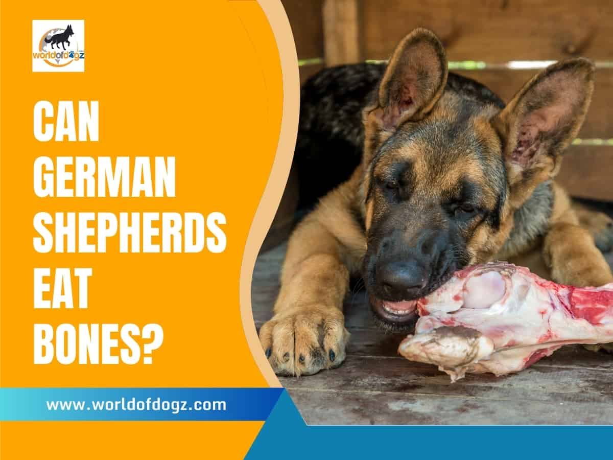 A German Shepherd Puppy chewing a large raw bone.
