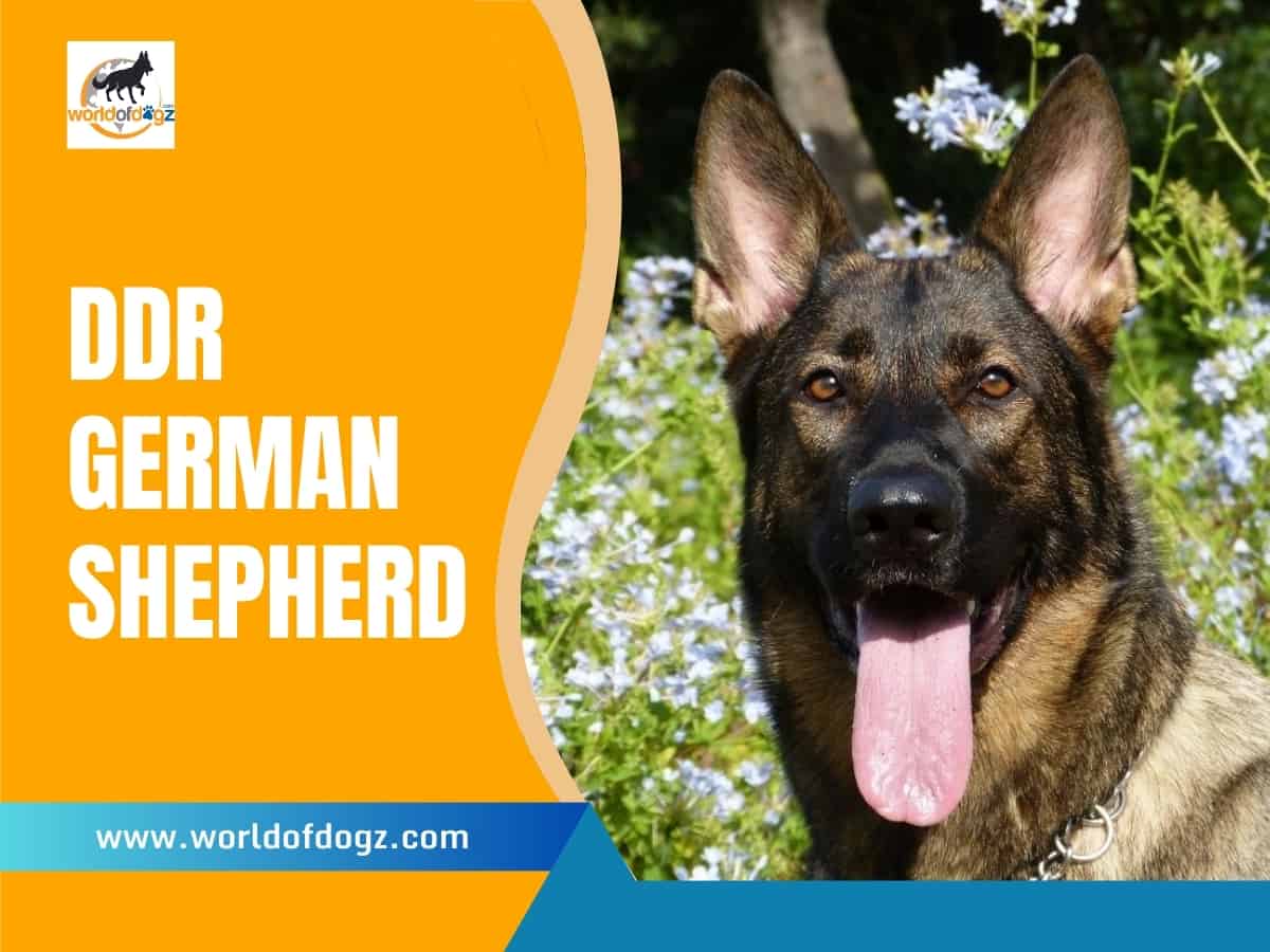 DDR German Shepherd