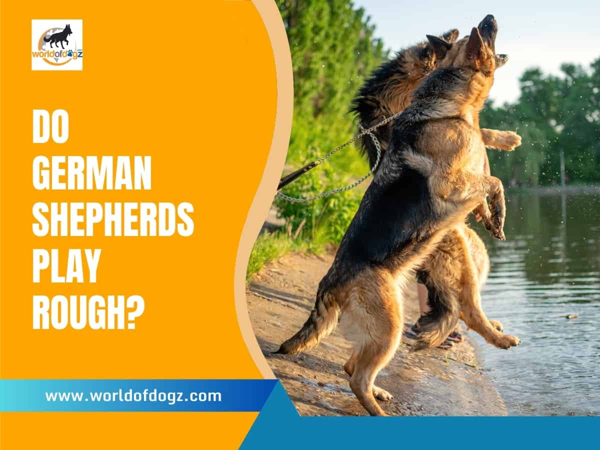 Two German Shepherds playing rough