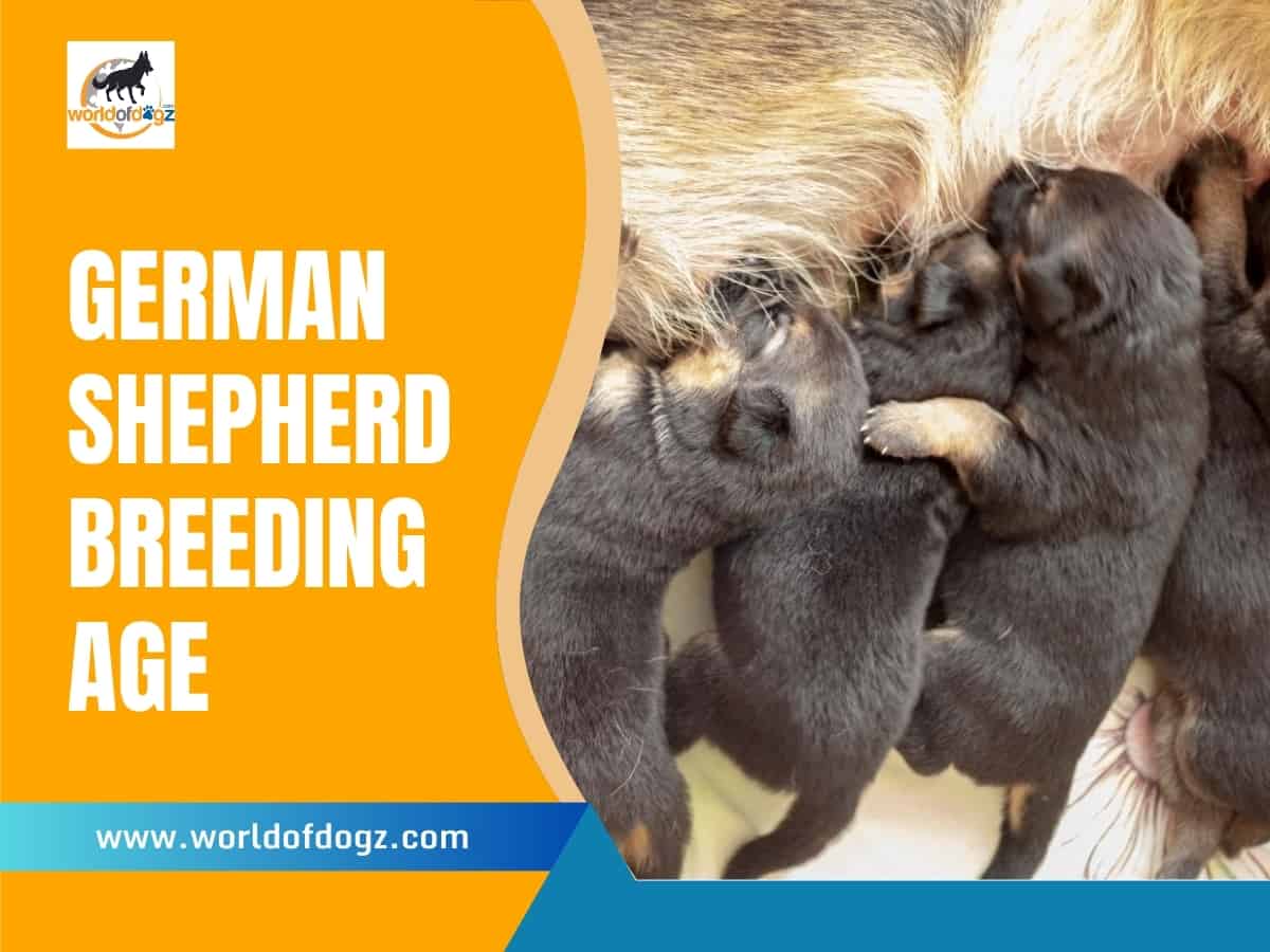 Nursing German Shepherd puppies