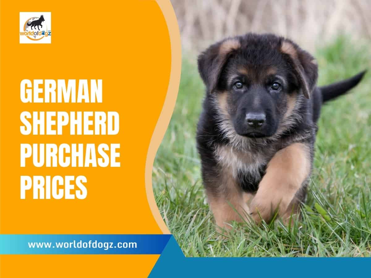 German Shepherd puppy running in the grass.