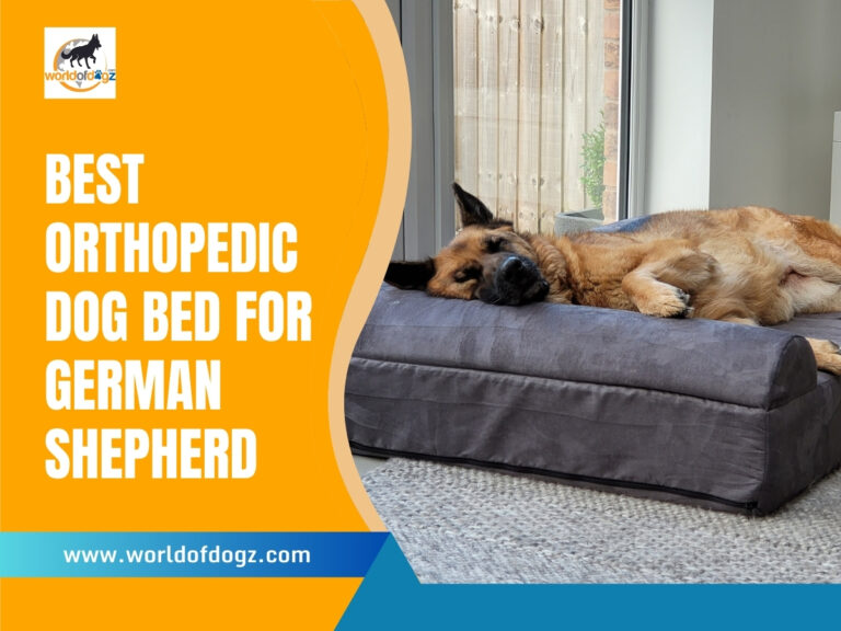 A German Shepherd sleeping on an orthopedic bed
