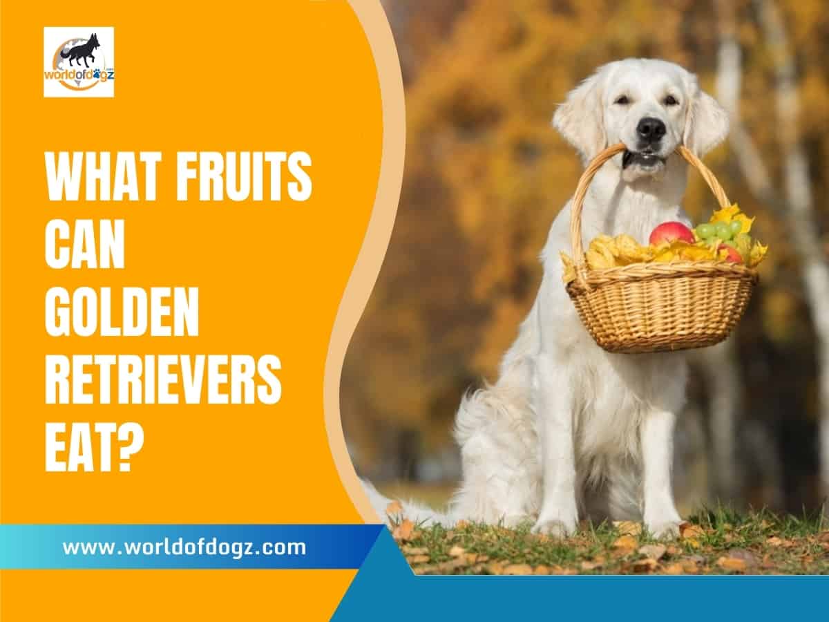 A Golden Retriever with a basket of various fruits.