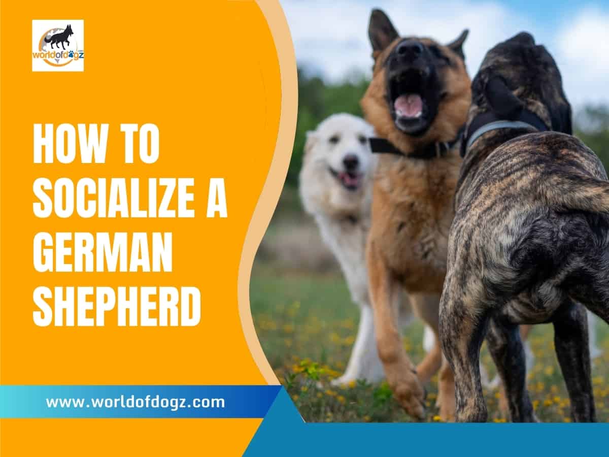 A German Shepherd socializing with other dogs