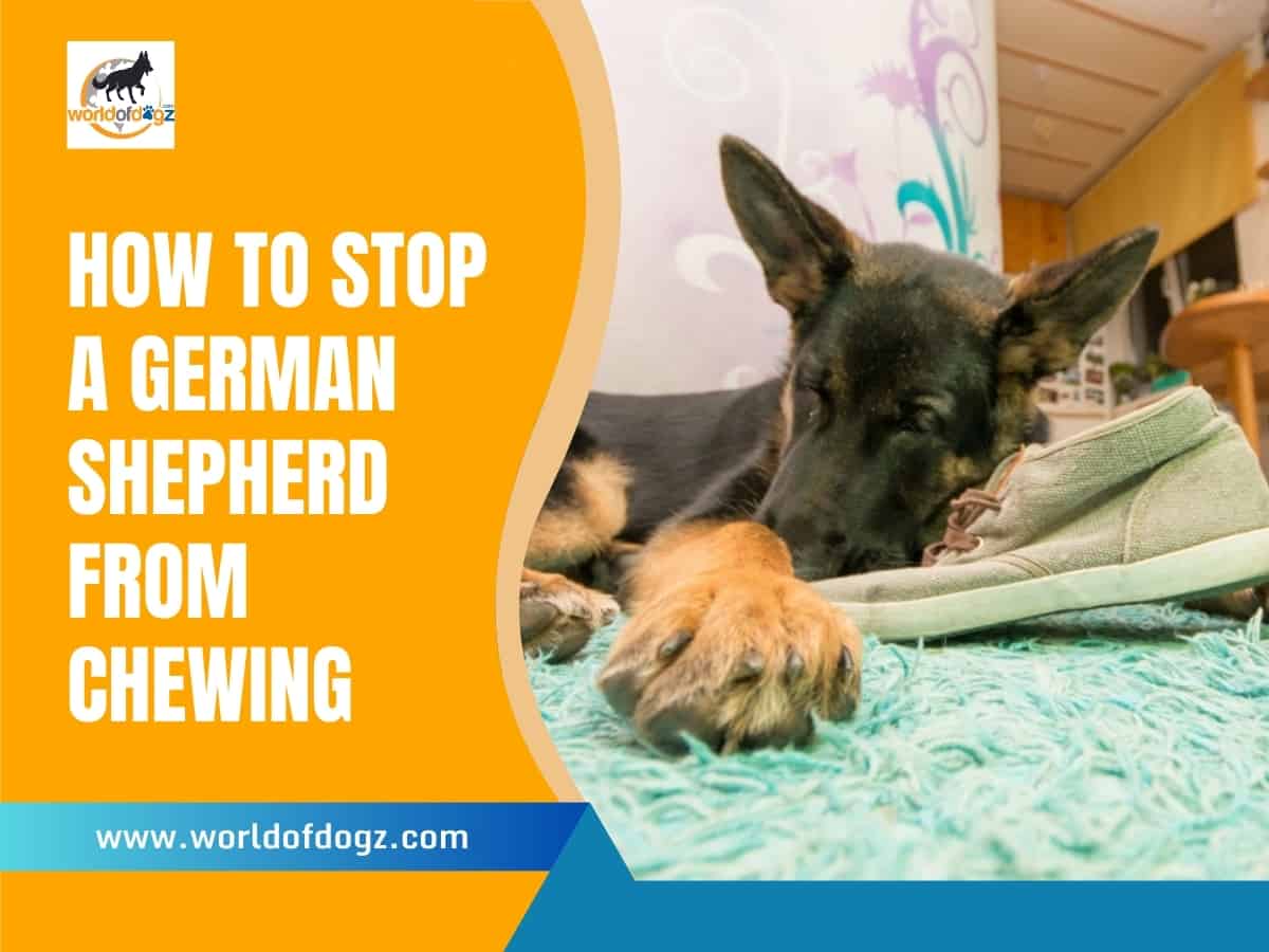 A young German Shepherd chewing a slipper.