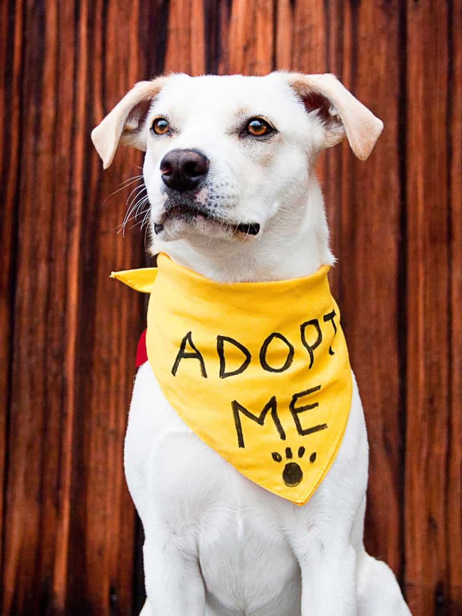 A dog sitting upright heading a yellow scarf with the words "Adopt Me!"