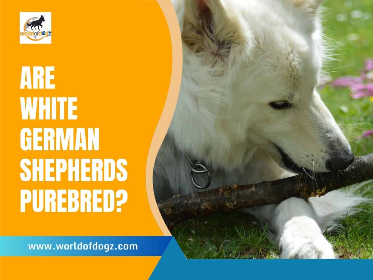 White German Shepherd chewing a stick
