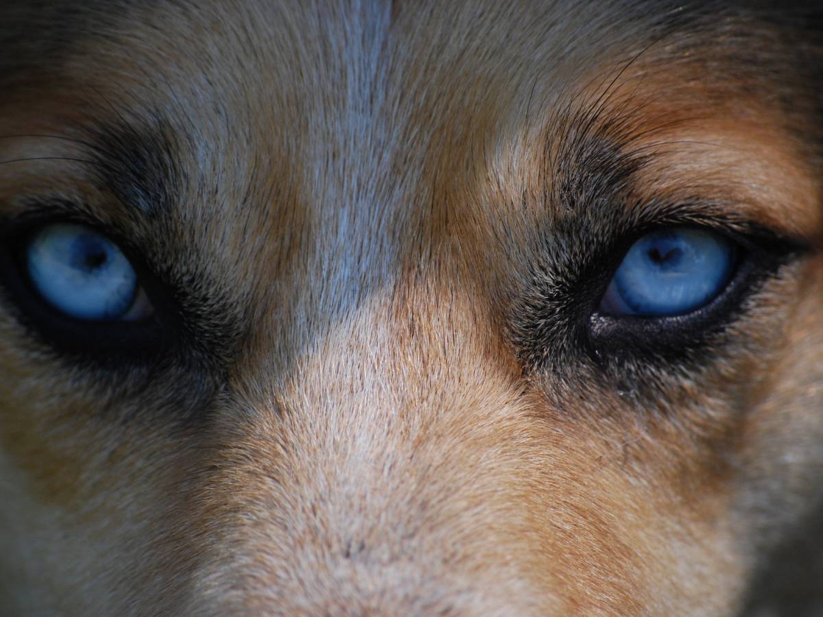 Facial view of a German Shepherd with blue eyes. 