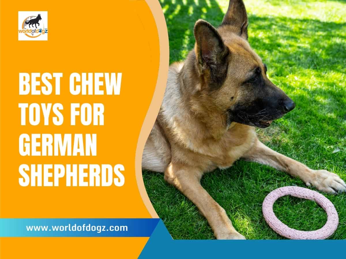 A German Shepherd lying on the grass with a chew toy (rubber ring)