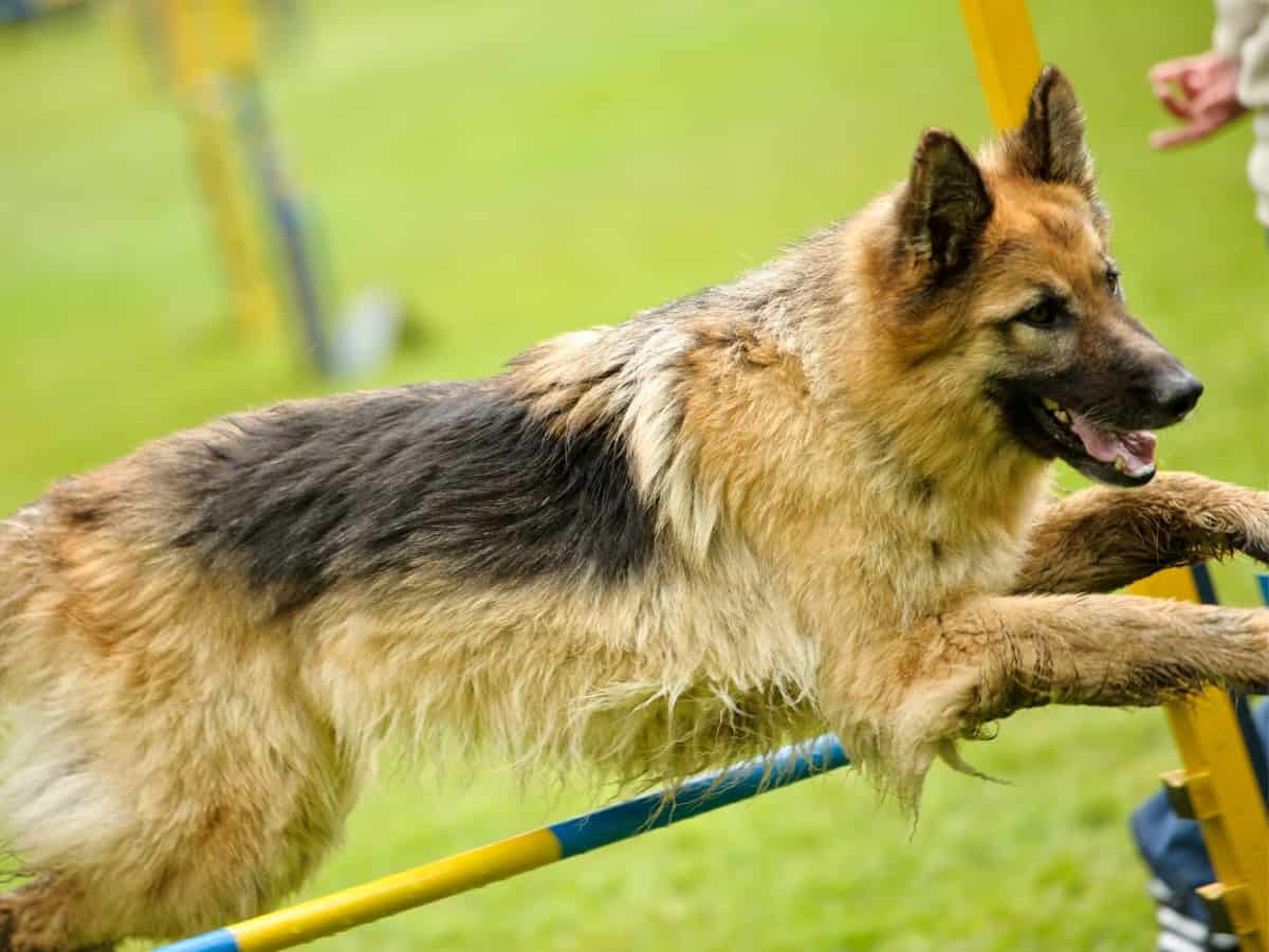 GSD Performing Agility jumping over fences.