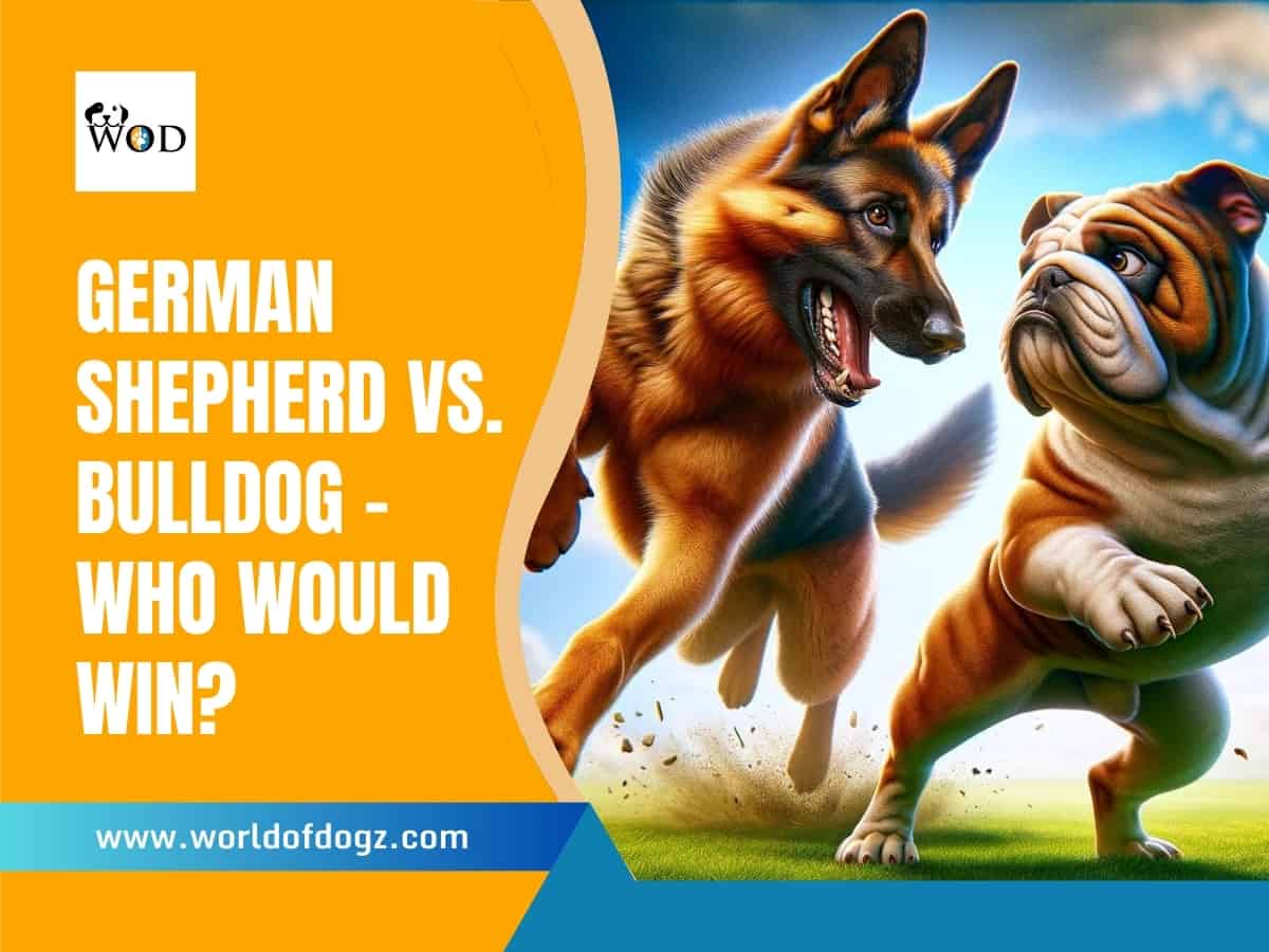 Illustration of a Bulldog vs. German Shepherd in a fight