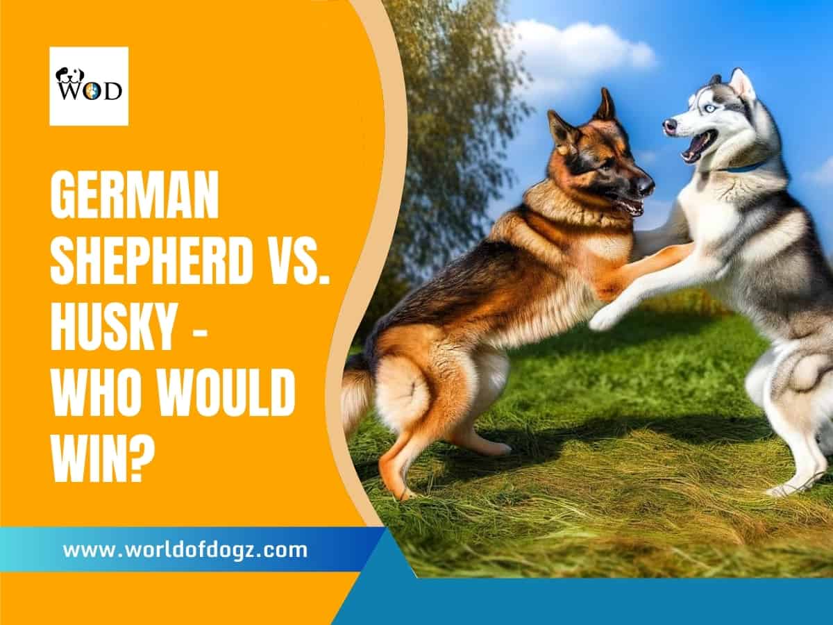 A Husky stood on its hind legs with a German Shepherd in the same position.