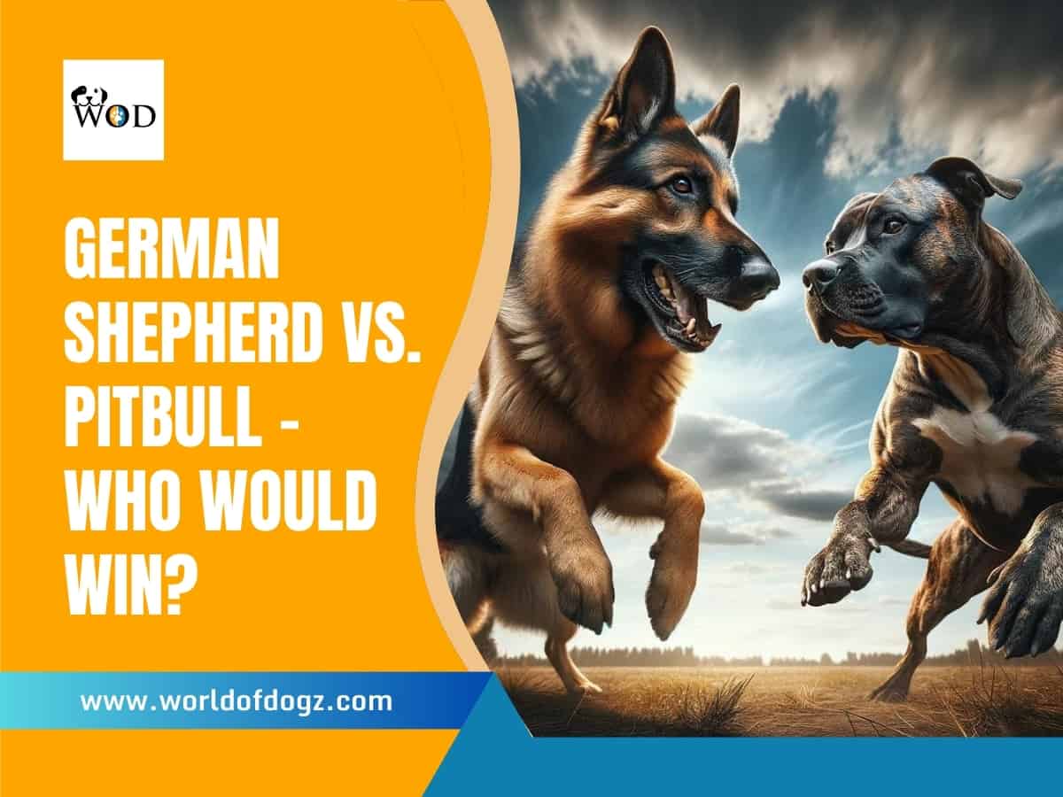 A German Shepherd alongside a Pitbull in a matchup, both on hind legs.