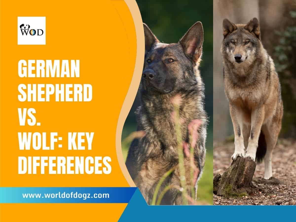 A German Shepherd alongside a wolf for comparison.