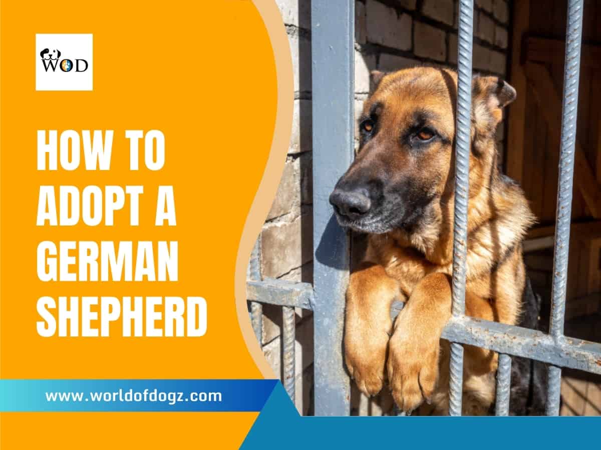 A German Shepherd in a kennel peering out and hoping to be adopted.