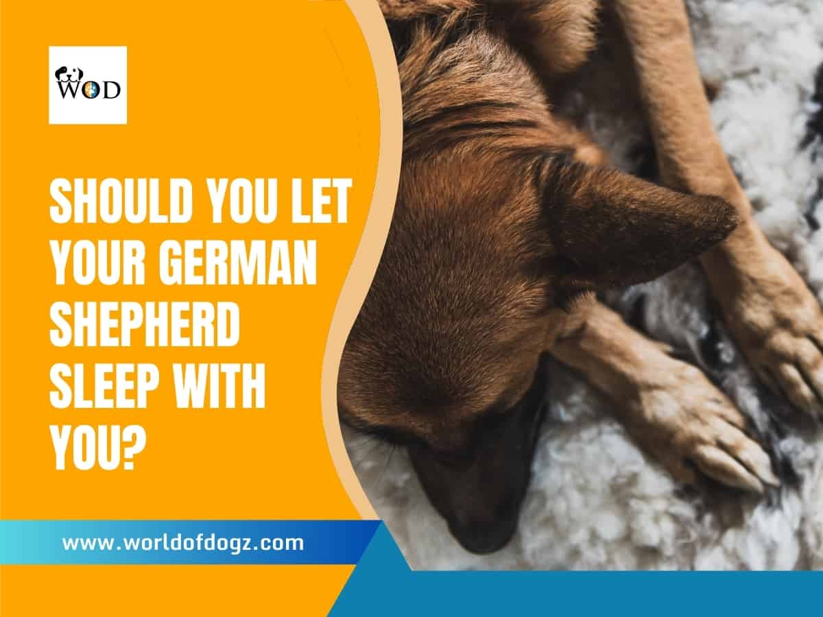 German Shepherd sleeping on owners bed.
