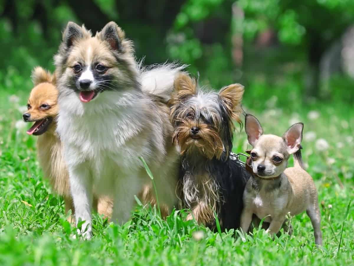 Group of happy dogs on the grass