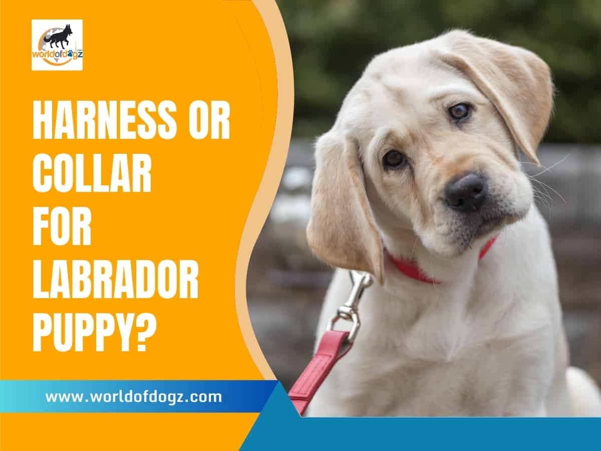 Labrador puppy wearing a pink collar