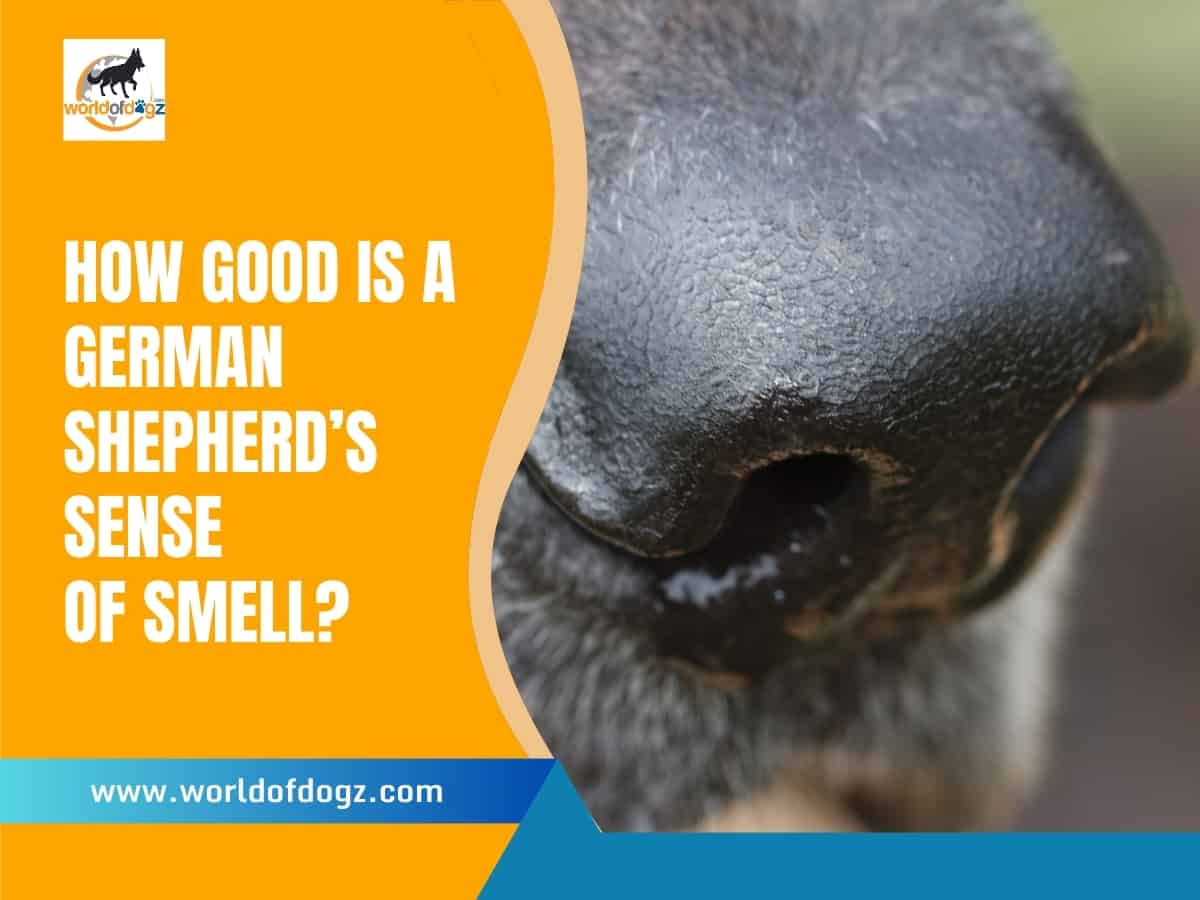 A German Shepherd's nose close up