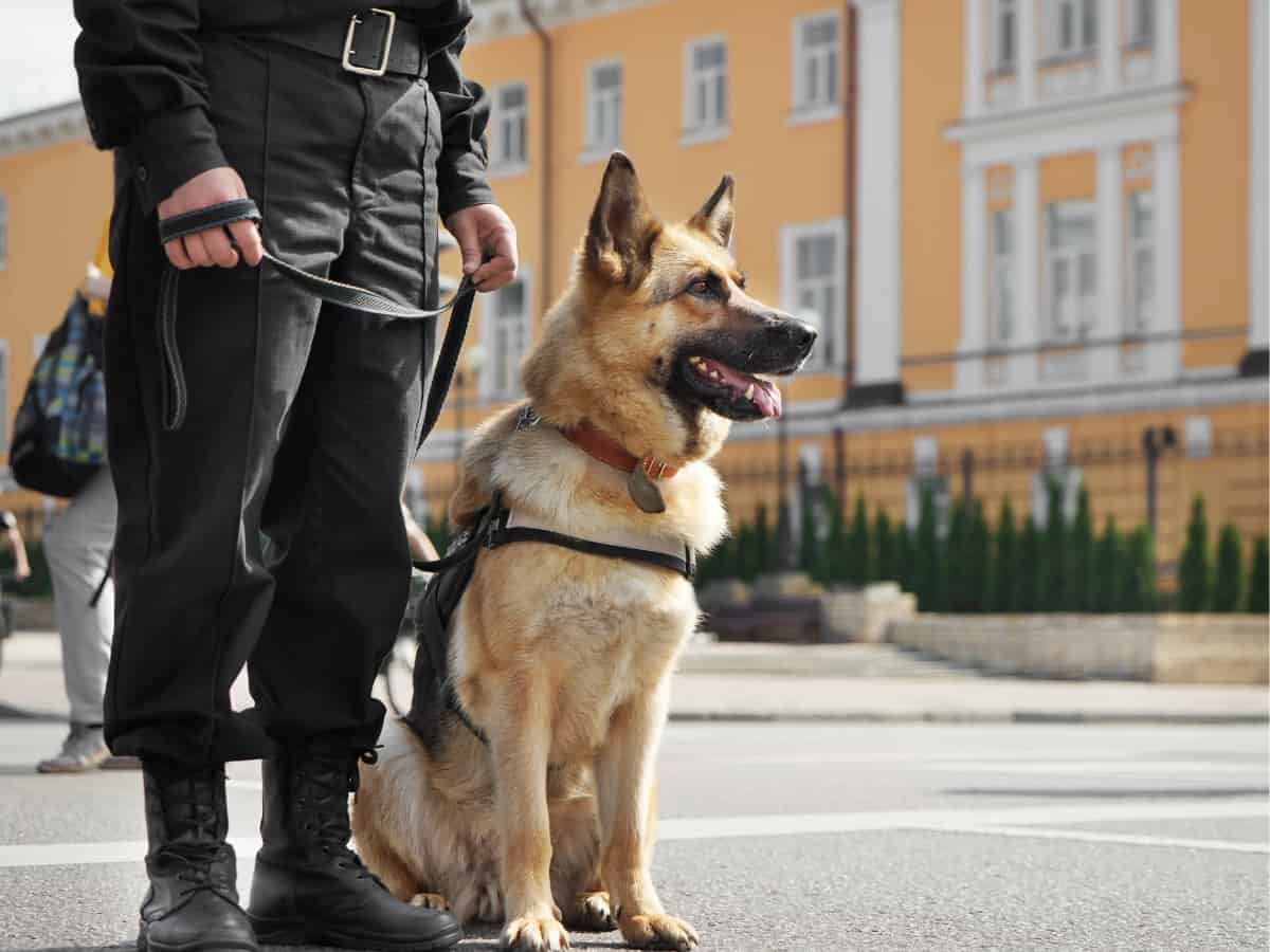 Police dog with handler in the street.