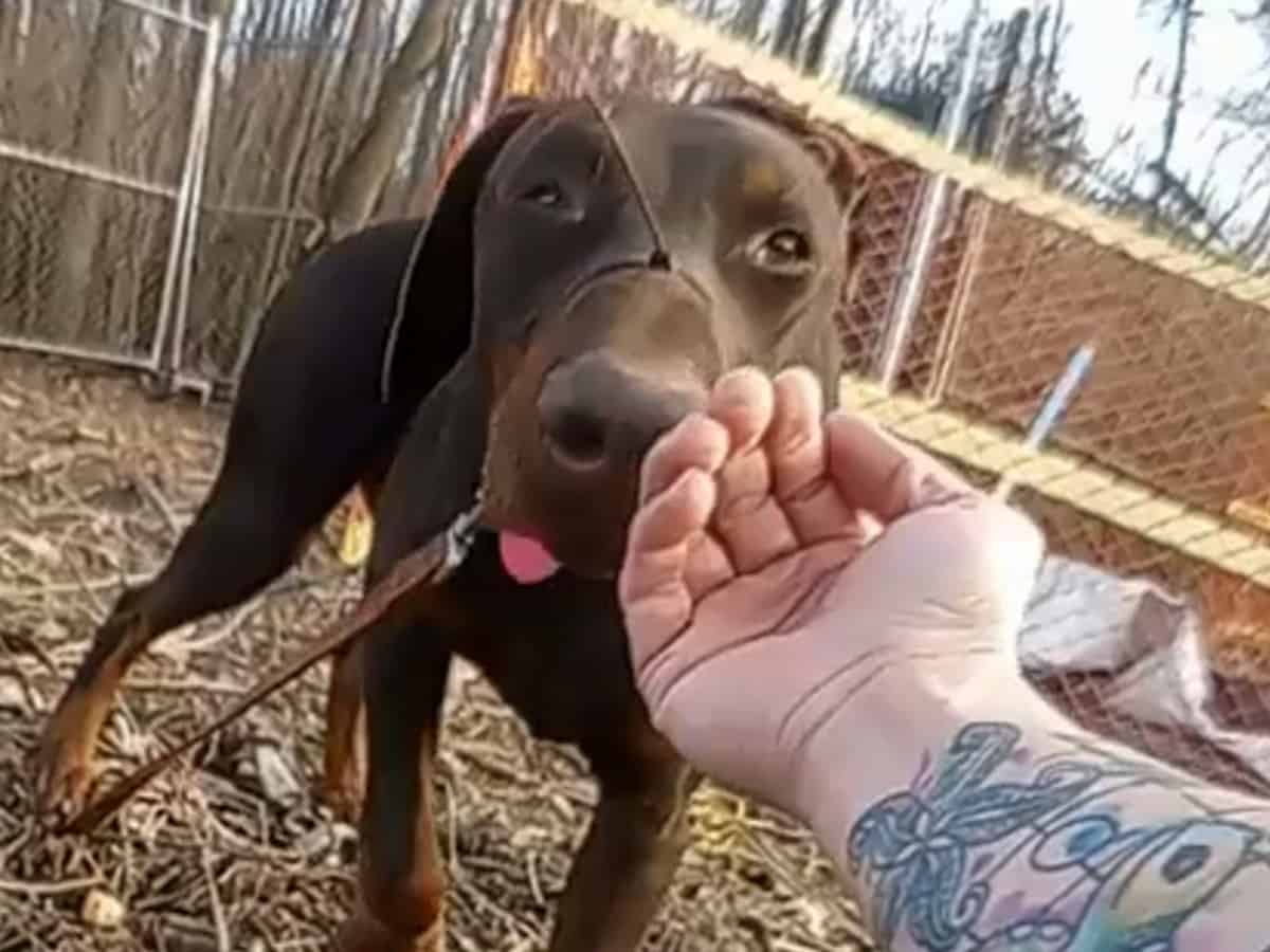Rescued Doberman with its snout zip tied