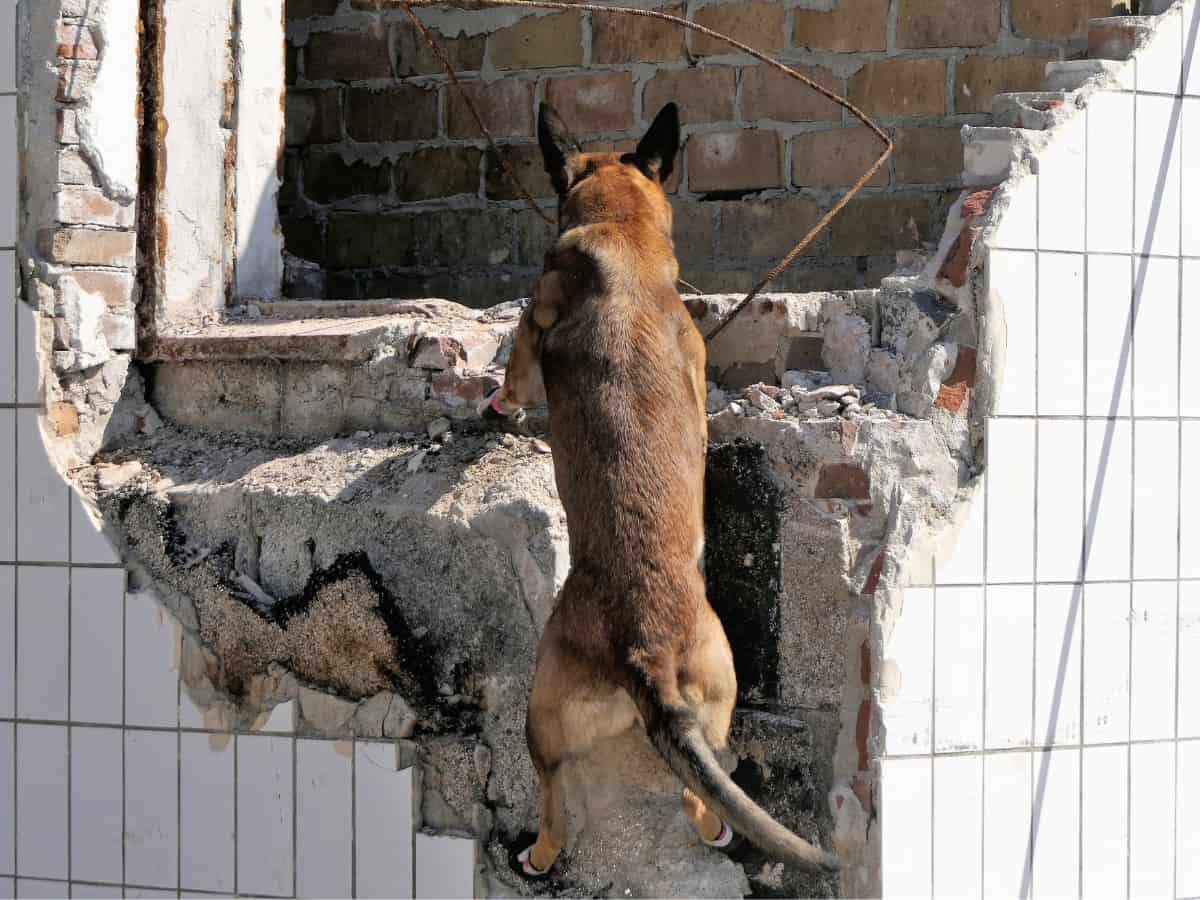 A German Shepherd search and rescue dog searching a destroyed building.