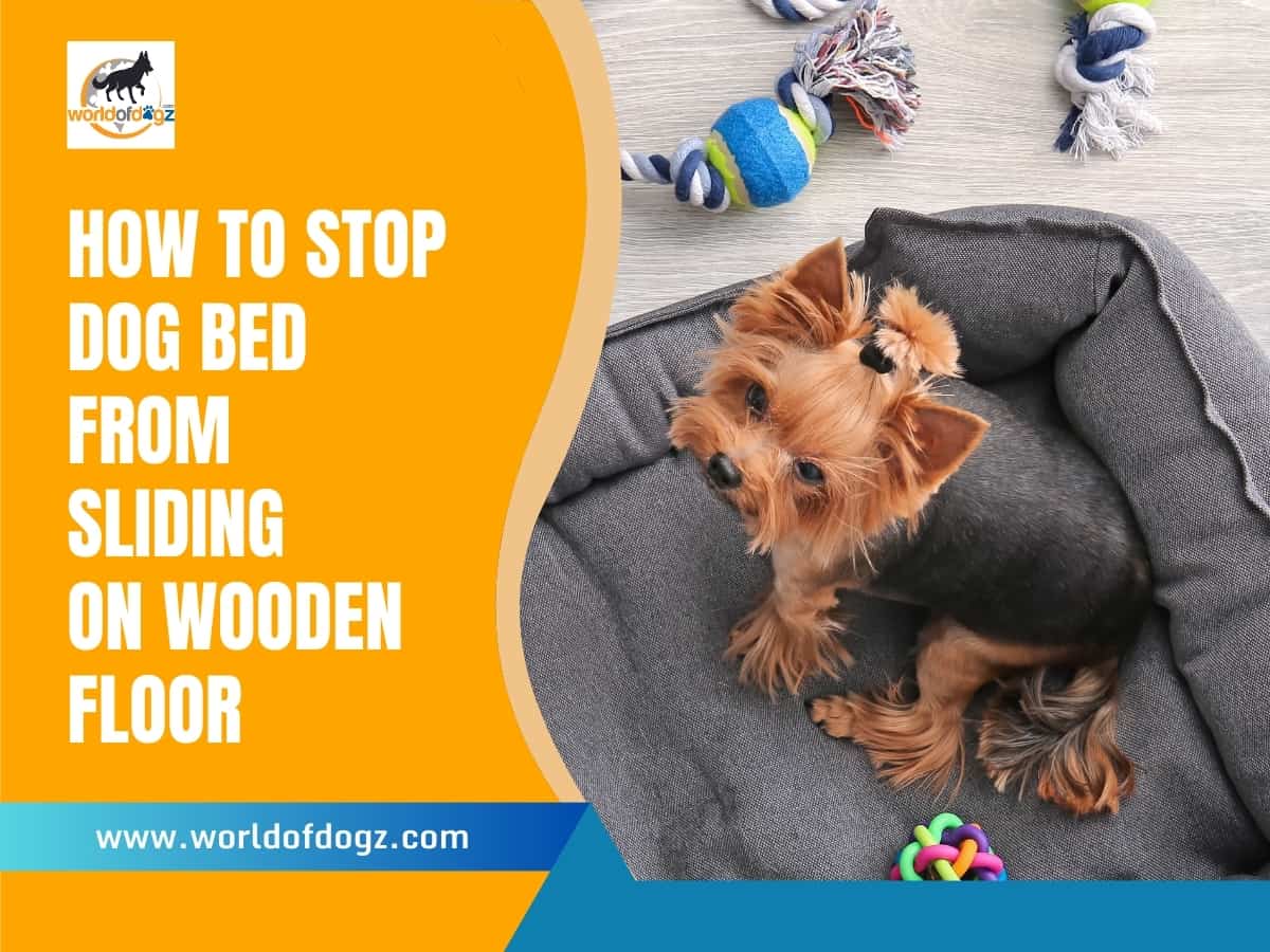 A Yorkie on a dog bed on a wooden floor.