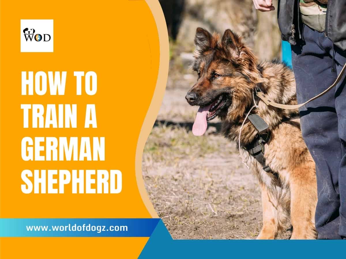 A long haired German Shepherd being trained by its master.