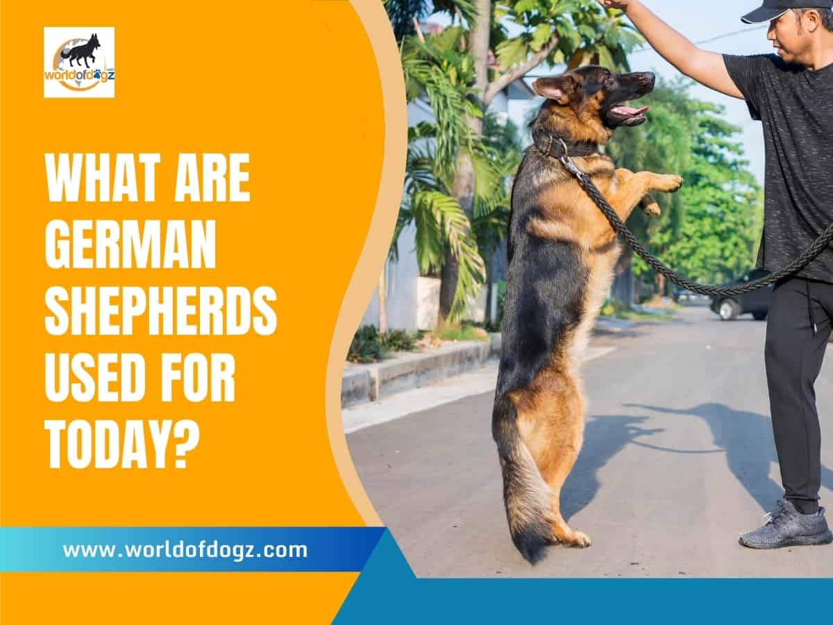 A German Shepherd on its hind legs being trained.