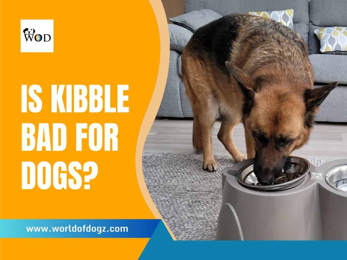 A dog eating kibble from its raised feeding bowl